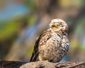 Spotted Owl