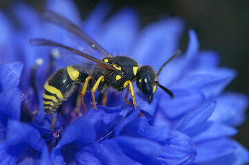 Natural closeup of Ancistrocerus wasp posing on a blue bachelor button flower