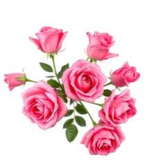 Several pink roses, fully bloomed, isolated on pure white, blooms, pink roses