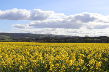 Canola crops in the summer field