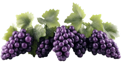 Purple Grapes Cluster Closeup