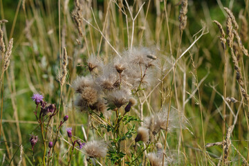 Wildflower Meadow with Cirsium Arvense and Tall Grasses in Natural Light