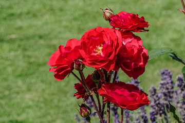Close-up of Vibrant Red Rose Flowers