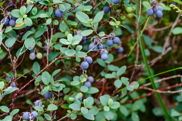 Wild Bog Bilberry in Scandinavian Habitat: Vaccinium Uliginosum with Vibrant Blue Berries