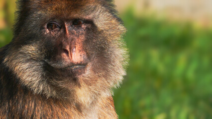An extreme close-up and portrait of a male macaque monkey looking to his right with soulful eyes at Folly Farm Zoo, Pembrokeshire, Wales. With full property release for commercial use