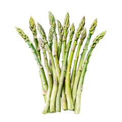 asparagus on white background