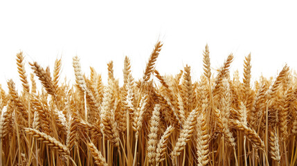 Fototapeta premium Golden Wheat Field Landscape