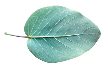 Obraz premium Eucalyptus Leaf's Delicate Design: A close-up of a leaf, showcasing intricate veins and subtle color gradients, evokes a sense of natural elegance.