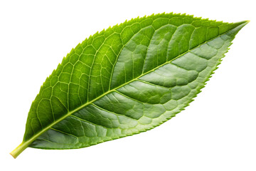 Obraz premium Green tea Leaf's Intricate Texture: Close-up shot of a vibrant green leaf displaying detailed textures and patterns, symbolizing growth and the beauty of nature