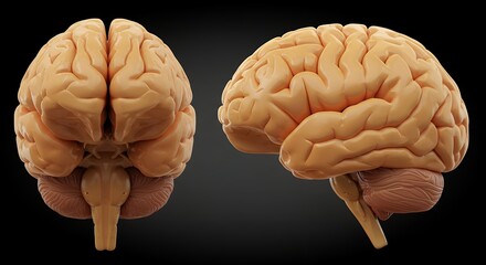 Human Brain Model Showing Anatomy and Cerebral Structures From Two Angles