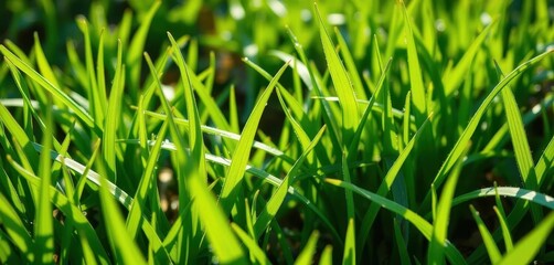 Obraz premium Vibrant emerald blades of new spring grass, dew-kissed and sunlit, fresh, chlorophyll