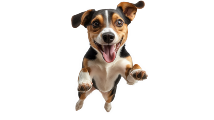 Joyful Dog Leaping in the Air