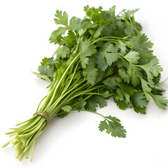 Bunch of fresh parsley on white background
