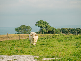 cows grazing in a field