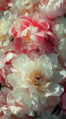 Bright Peony Flowers Blooming in Spring With Soft Petals at a Garden