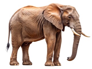 Fototapeta premium African elephant isolated on transparent background 