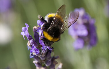 Close-up of a bumblebee's wings, bumblebee on a lavender flower, close-up of a bumblebee's hair, insect on a purple flower