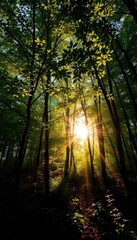 Fototapeta premium Sunlight dappling forest floor through leafy canopy, outdoor, scene, green