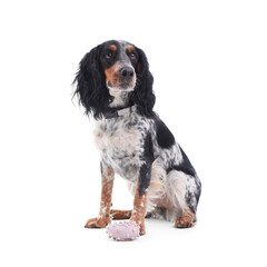 Cute cocker spaniel with pet toy isolated on white background