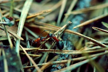 macro photo of insects