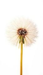 Fototapeta premium Abstract dandelion seed head, delicate gold accents on white background , wispy, floral