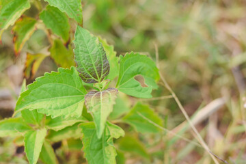 close up of a chromolaena odorata
