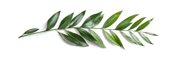 Fototapeta premium Green Branch with Lush Leaves - A vibrant green branch with multiple leaves, isolated on a white background. Perfect for nature-themed designs
