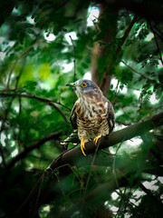 Common Hawk Cuckoo actively looking a prey while sitting inside a tree during a hot morning in bharatpur rajasthan