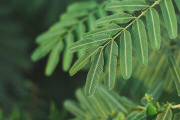 close-up of a tree with bright green leaves. The leaves stand out very much in the photo, while the...