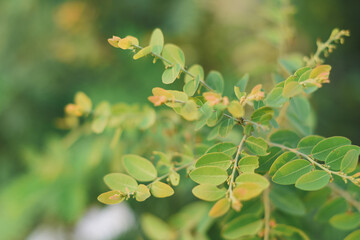 close-up of a tree with bright green leaves. The leaves stand out very much in the photo, while the background is blurred, making the tree the centerpiece.