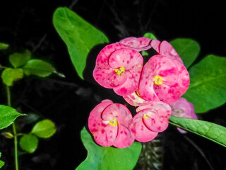 Crown-of-thorns Plant , flower plant , night
