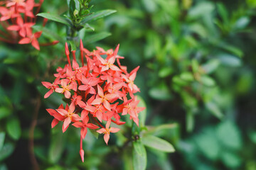 red flower and other name Ixora flower Spike flowers in garden