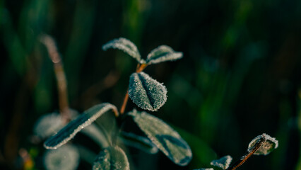 A branch with green leaves is covered in frost.