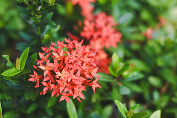 red flower and other name Ixora flower Spike flowers in garden