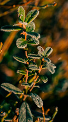 A branch with green leaves is covered in frost.