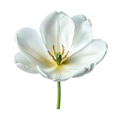 Fototapeta premium fully bloomed Tulip flower