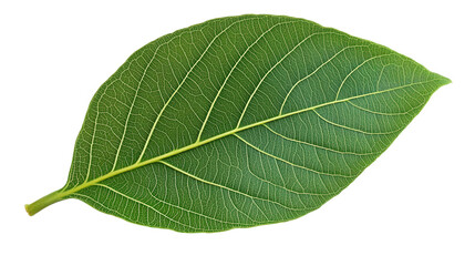 Obraz premium Closeup View of a Vibrant Green Leaf