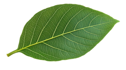 Closeup View of a Vibrant Green Leaf