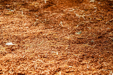 Red Soil Texture with Scattered pine needles in Sunlight