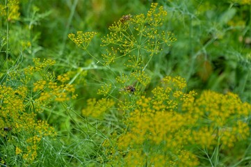 Dill (Anethum Graveolens) with Vibrant Yellow Flowers and Lush Greenery