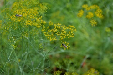 Dill (Anethum Graveolens) with Vibrant Yellow Flowers and Lush Greenery