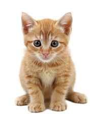 Cute orange cat kitten sitting on transparent background png clip art.