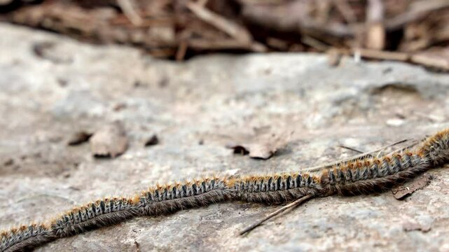 Chenilles processionnaires