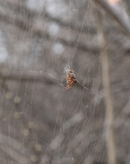 The photograph features a cross spider hanging on its web. It has a massive, hairy body and long, jointed legs. The background is blurred and has gray tones, creating a cool, overcast atmosphere. 