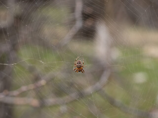 The photograph features a cross spider hanging on its web. It has a massive, hairy body and long, jointed legs. The background is blurred and has gray tones, creating a cool, overcast atmosphere. 
