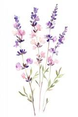 Delicate watercolor illustration featuring multiple purple and pink flowers on stems
