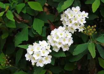 Garland Spiraea in full bloom, showcasing delicate white flower clusters against lush green foliage.