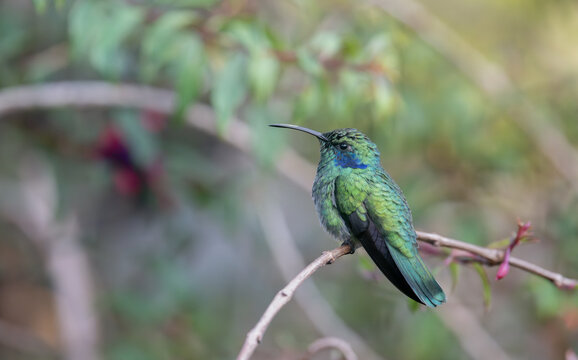 Lesser Violetear hummingbird perched