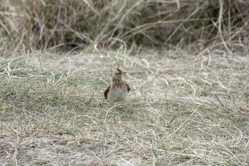 Skylark Alauda arvensis standing on the grass