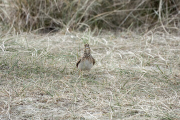 Skylark Alauda arvensis standing on the grass